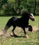 3 Year Old Filly