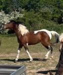 14hh pacing filly for sale, riding and driving. I have not done anything with her in the last year and a half. 