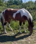 Filly