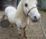7hh Shetland Stallion 