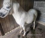 7hh Shetland Stallion 