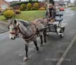 11.3hh Driving Gelding
