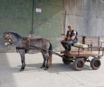 11.3hh Driving Gelding