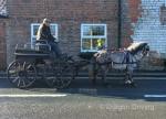 11.3hh Driving Gelding