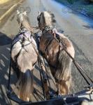 11.3hh Driving Gelding