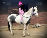 Rose, 12.3hh Riding Mare