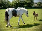 Rose, 12.3hh Riding Mare