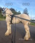 Driving Colt