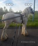 Driving Colt