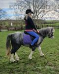 11hh Ride & Drive Mare