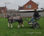 11hh Ride & Drive Mare