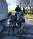 11hh Ride & Drive Mare