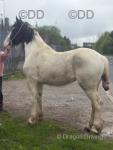 2 Year Old Filly