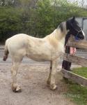2 Year Old Filly