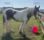 15.2hh Mare