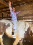15.2hh Mare