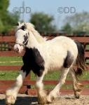 Sadie, Yearling Filly