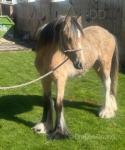 Colt Foal