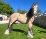Colt Foal