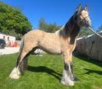 Colt Foal