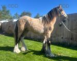 Colt Foal