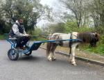 9hh Ride & Drive Shetland Gelding