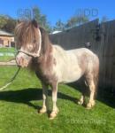 9hh Ride & Drive Shetland Gelding