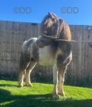 9hh Ride & Drive Shetland Gelding