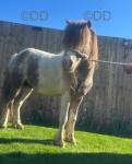9hh Ride & Drive Shetland Gelding