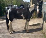 14.3hh Ride & Drive Gelding