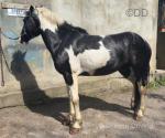 14.3hh Ride & Drive Gelding