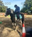14.3hh Ride & Drive Gelding