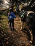 14.3hh Ride & Drive Gelding