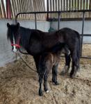13hh Mare with Filly Foal at Foot