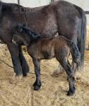 13hh Mare with Filly Foal at Foot