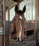 15.2hh Thoroughbred Riding Mare