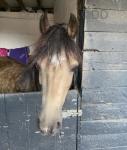 Dycott Fancy-Fancy, 13.1hh Welsh Section C Riding Mare