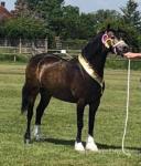 Dycott Fancy-Fancy, 13.1hh Welsh Section C Riding Mare
