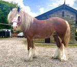 Rosie, 12.1hh Riding Mare