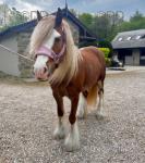 Rosie, 12.1hh Riding Mare