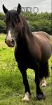 Nova K, 14hh Riding Mare