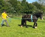 Nova K, 14hh Riding Mare
