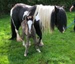 Mary Ann, 13hh Mare with Colt Foal at Foot