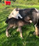Mary Ann, 13hh Mare with Colt Foal at Foot
