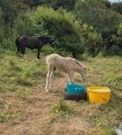 Colt Foal 