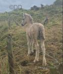 Colt Foal 