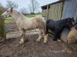 Colt Foal 