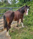 Kiki, Yearling Filly