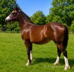 Kiki, Welsh Section C Yearling Filly