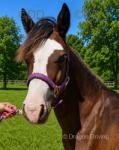 Kiki, Welsh Section C Yearling Filly